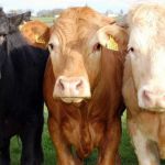 Информация об оказании услуг по искусственному  осеменению коров в личных подсобных хозяйствах