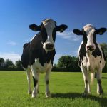 Администрация Молчановского района объявляет о начале приема заявлений на предоставление субсидии гражданам, ведущим личное подсобное хозяйство, на содержание двух голов коров молочного направления