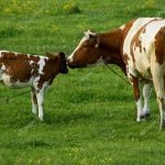 Информация для граждан, ведущих личное подсобное хозяйство, о приеме документов для предоставления субсидий на содержание 2-х коров