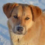 Заключен муниципальный контракт на отлов животных без владельцев (собак)