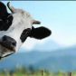 Информация о приеме заявок на искусственное осеменение коров и телок в ЛПХ