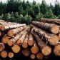 Департамент лесного хозяйства Томской области объявляет о проведении аукциона