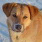Заключен муниципальный контракт на отлов животных без владельцев (собак)