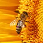 Реестр зарегистрированных пчеловодов на территории муниципального образования 