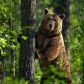 Все самое интересное о медведях Томской области: как вести себя при встрече с опасным хищником!