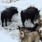 В Молчановский район завезли первую партию мясного скота породы «галловей»