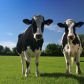 Приглашаем граждан, ведущих личное подсобное хозяйство и имеющих 2 коровы молочного направления получить муниципальную поддержку на содержание коров