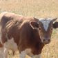 Информация для жителей района по приобретению молодняка крупного рогатого скота (бычков)